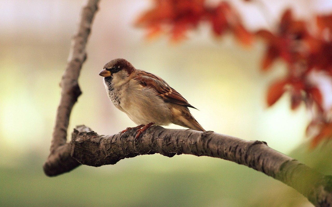 野鳥を通じ非日常を楽しめるジャパン・バードフェスティバル sparrow 9950 1280 - 野鳥を通じ非日常を楽しめるジャパン・バードフェスティバル
